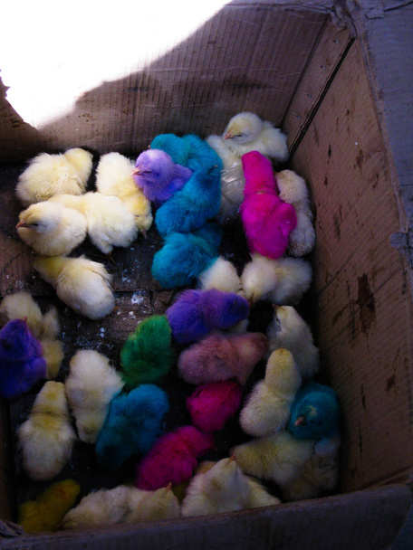 коробку з пофарбованих курчат на ринку Zabid, Ємен - Фото, зображення