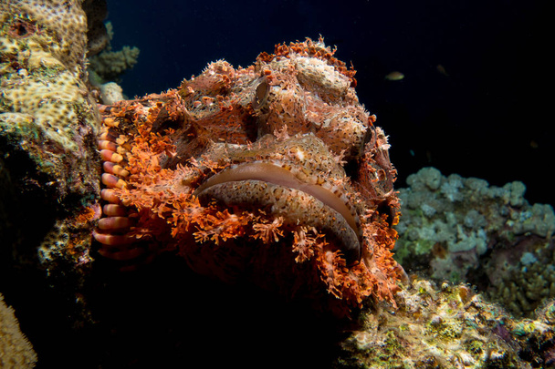 scorpion fish in the red sea - Photo, Image