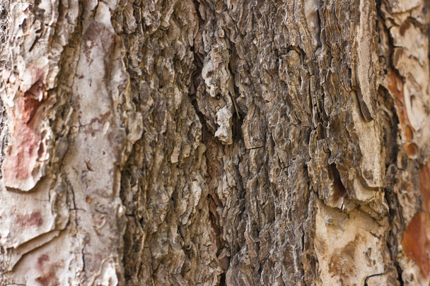 フォレスト内のツリーの茶色の樹皮 - 写真・画像