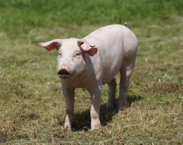 Fechar de um porco jovem bonito na fazenda de animais ao ar livre
 - Foto, Imagem