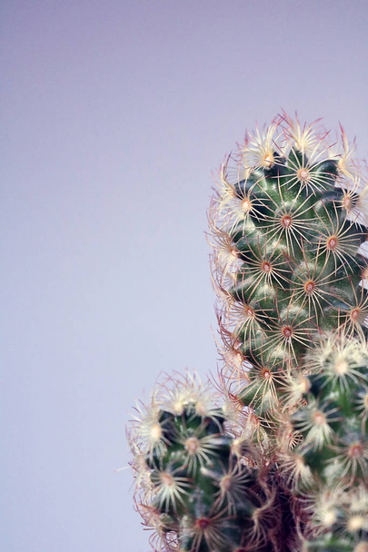 cactus isolato / succulento davanti a uno sfondo neutro
 - Foto, immagini