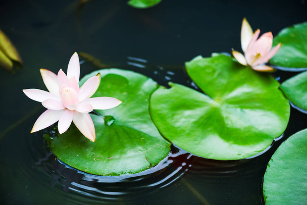 Dvě růžové lotosové květy na rybník - Fotografie, Obrázek