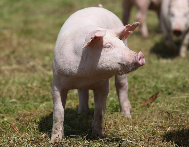 Nahaufnahme eines niedlichen jungen Schweins auf einem Bauernhof im Freien - Foto, Bild