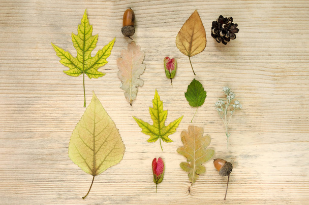 Φθινοπωρινή σύνθεση. Το μοτίβο του βελανίδια, φθινοπωρινά φύλλα, σπόρους, αποξηραμένα λουλούδια, αγριολούλουδα σε ένα ξύλινο υπόβαθρο. Επίπεδη θέσει - Φωτογραφία, εικόνα