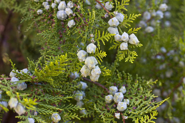 Green Juniper bush - Фото, изображение