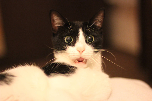Surprised white and black laying cat - Photo, Image