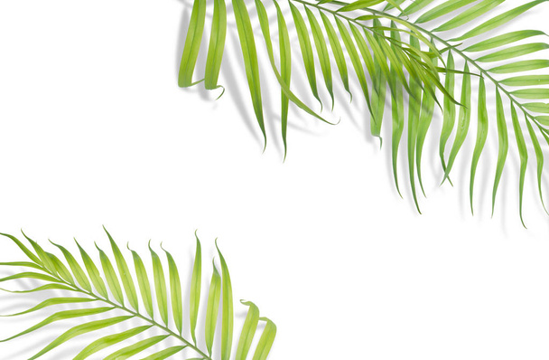 Тропічні пальми листя на білому тлі. Мінімальна природа. Літо
 - Фото, зображення