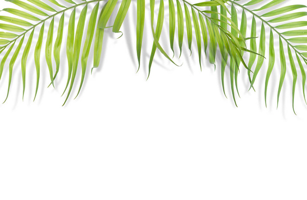 Тропічні пальми листя на білому тлі. Мінімальна природа. Літо
 - Фото, зображення