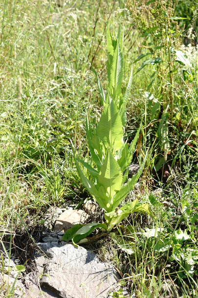 Wild teasel  on the shore - Photo, Image