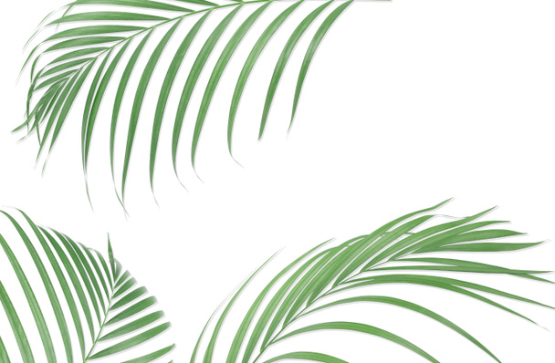 Tropische palm bladeren op een witte achtergrond. Minimale aard. Zomer - Foto, afbeelding