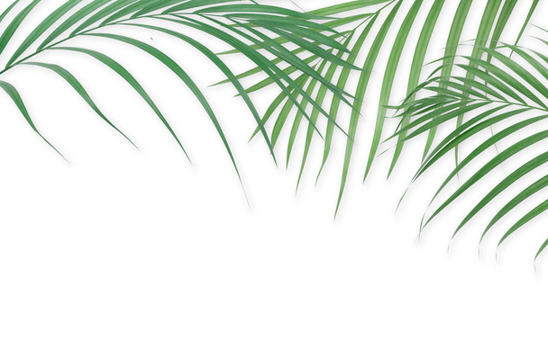 Hojas de palma tropical sobre fondo blanco. Naturaleza mínima. Verano
 - Foto, imagen