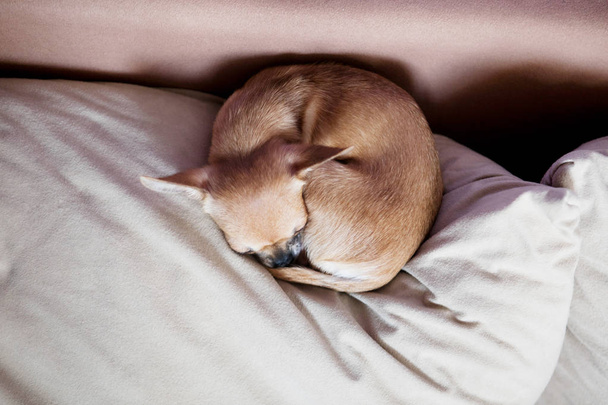 Lustiger Chihuahua-Welpe auf dem Sofa - Foto, Bild