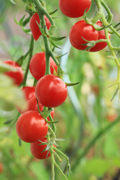 Tomates cereja no maduro
 - Foto, Imagem