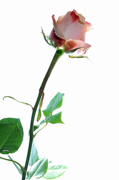 Роза на білому тлі
 - Фото, зображення