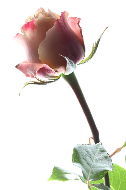Rosa contra fondo blanco
 - Foto, Imagen