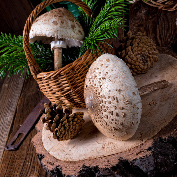 parasol mushrooms on wooden stump - Fotografie, Obrázek