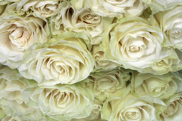 Joukko valkoisia ruusuja
 - Valokuva, kuva
