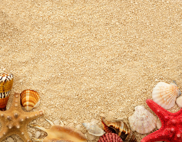 Conchas marinhas na areia. Cartão postal com copyspace
. - Foto, Imagem