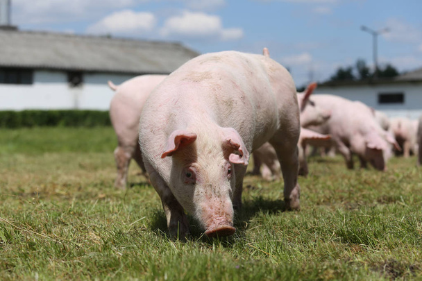 Разведение свиней на животноводческой ферме
 - Фото, изображение
