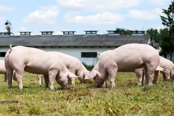 Група дрібних свиней їсть свіжу зелену траву на лузі
  - Фото, зображення