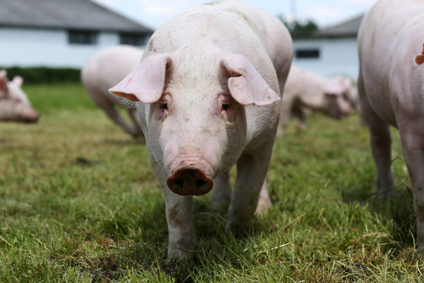 Молодой поросенок на зеленом лугу на свиноводческой ферме
 - Фото, изображение