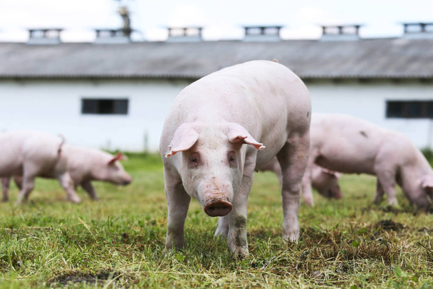 Piglet portrait on pig breeding farm rural scene - Photo, Image