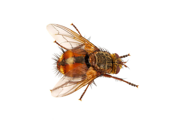 Fly on a white background - Photo, Image