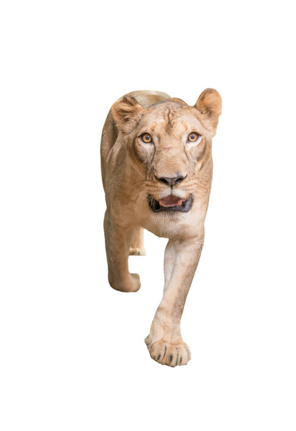 female lion isolated - Valokuva, kuva