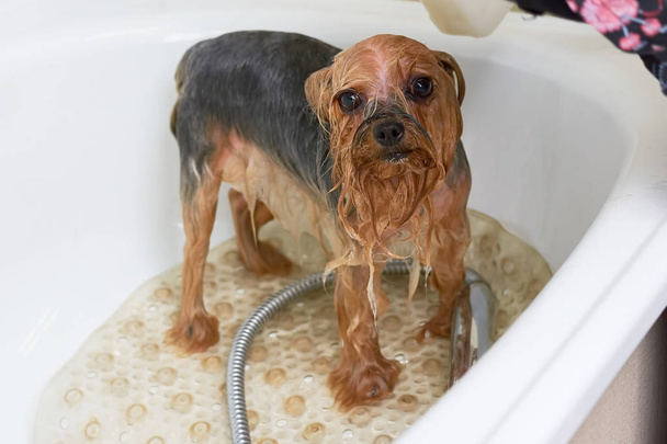 York terrier tomando um banho
. - Foto, Imagem