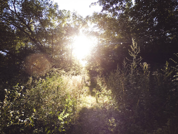 Ο ήλιος λάμπει μέσα από τα φύλλα των δέντρων και γρασιδιού - Φωτογραφία, εικόνα