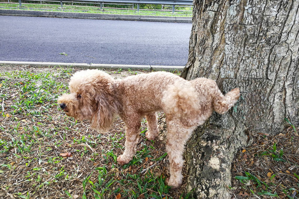 masculino poodle cão xixi no árvore tronco para marcar território
 - Foto, Imagem