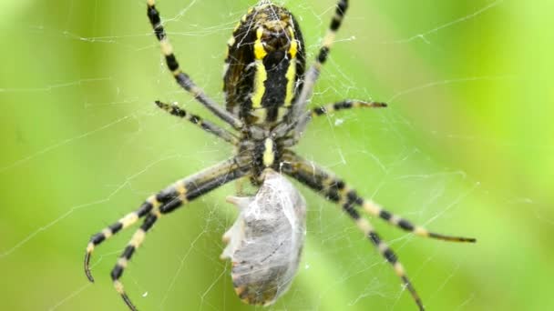 wasp spider in its web - Footage, Video