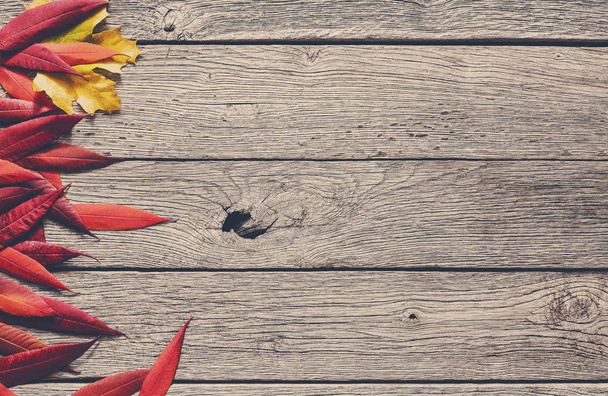 Autumn seasonal background, red rowan leaves - Photo, Image