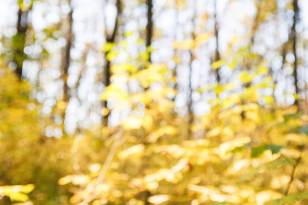 Autumn yellow leaves blurred background - Zdjęcie, obraz