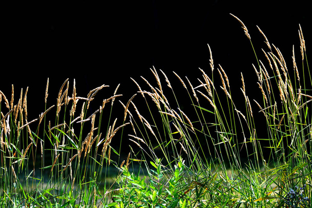 背の高い草の牧草地に黒い背景 - 写真・画像