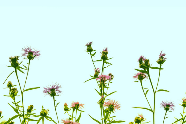 Flowering Great Burdock (Arctium lappa) - Photo, Image