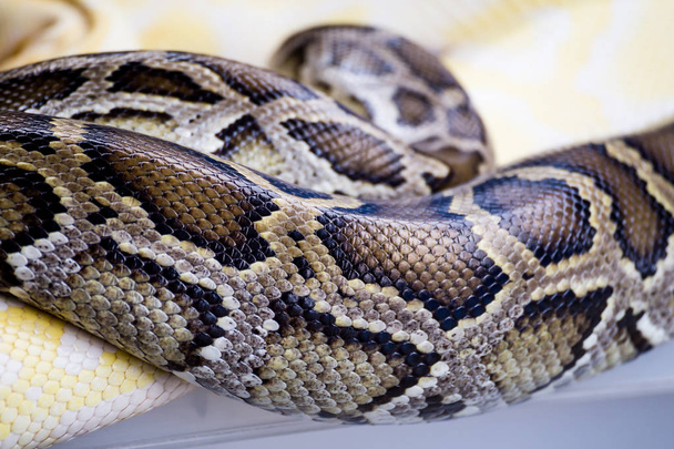 Змеиная кожа
 - Фото, изображение