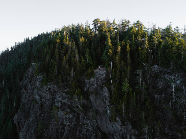 Yoğun ormanının içinde ağaç başında hava atış - Fotoğraf, Görsel