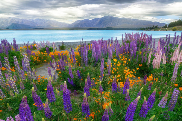 Krajina u jezera Tekapo Lupin pole na Novém Zélandu - Fotografie, Obrázek