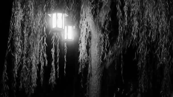 ива дерево и уличные огни в тихом ночном стиле night.black & white
. - Кадры, видео