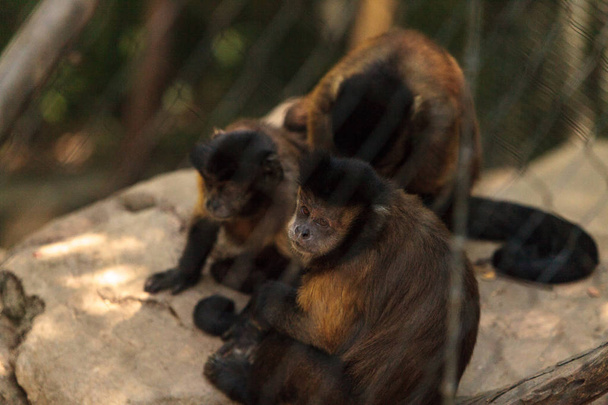 Mono capuchino copetudo del género Cebus apella apella
 - Foto, Imagen