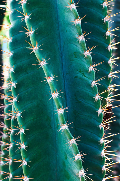 Thorn of cactus is represented as pain and trouble - Zdjęcie, obraz