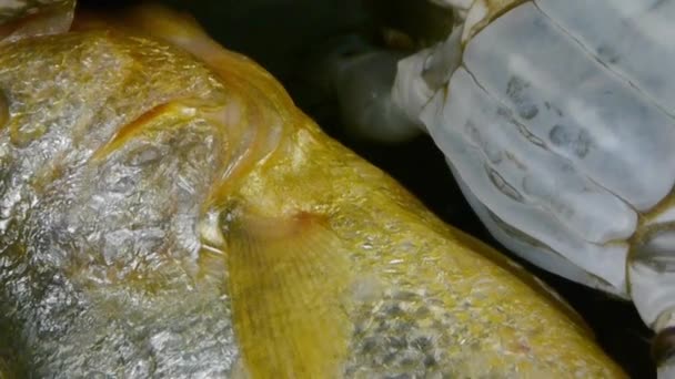 Caranguejo delicioso dentro de discagem plate.fisheries gelo congelado. - Filmagem, Vídeo