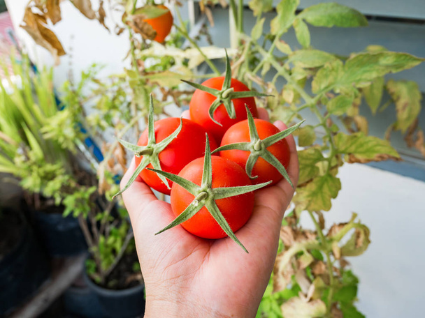 Recoger tomates maduros a mano
 - Foto, Imagen