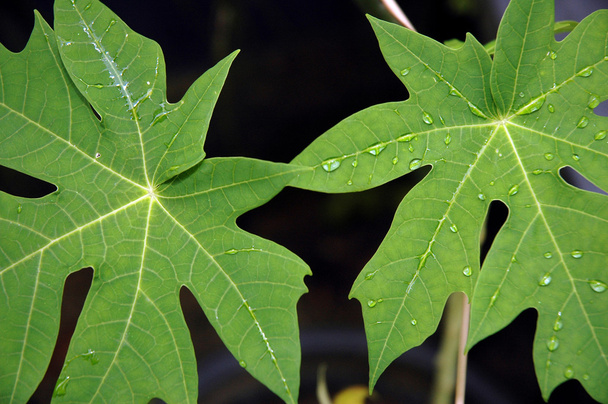 свіже зелене листя
 - Фото, зображення
