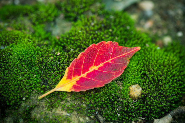 güzel parlak kırmızı yaprakları yeşil yosun ile sabah ben çiy - Fotoğraf, Görsel