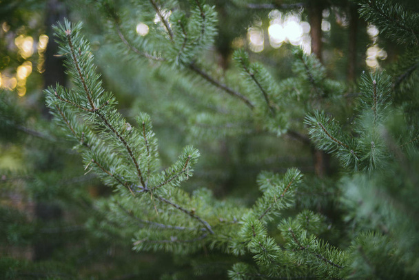 Παλιά ερυθρελάτης υγιή πράσινα δέντρα στο δάσος. πεύκο δέντρο κοντά-u - Φωτογραφία, εικόνα