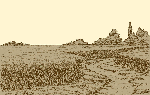 Векторный летний пейзаж. Грязный путь через поля пшеницы
  - Вектор,изображение