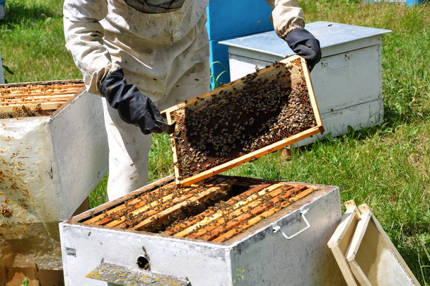 Ο μελισσοκόμος παίρνει καρέ από το hive_2 - Φωτογραφία, εικόνα