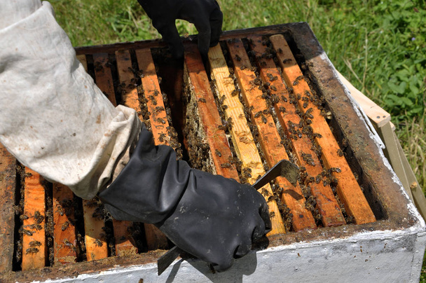 Ο μελισσοκόμος παίρνει καρέ από το hive_4 - Φωτογραφία, εικόνα
